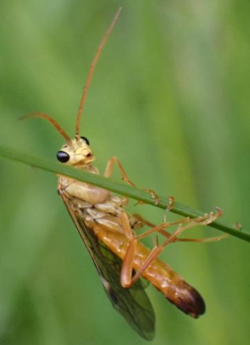 Tenthredopsis litterata